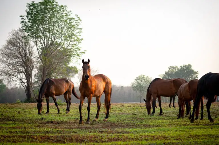 How Old Is A Yearling Horse