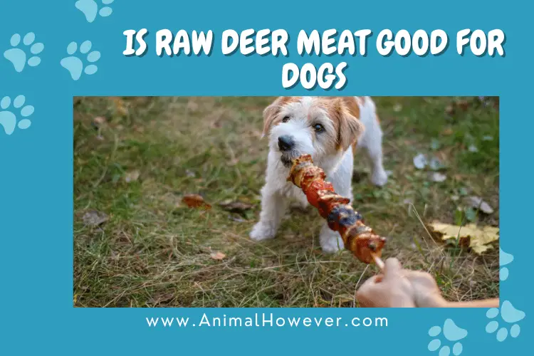 Is Raw Deer Meat Good For Dogs