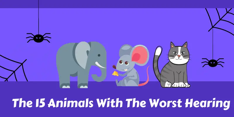 Animals With The Worst Hearing