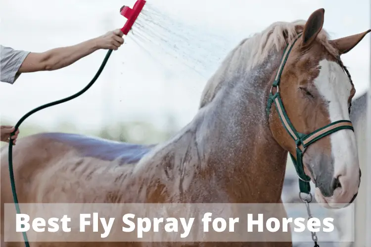 Best Fly Spray for Horses