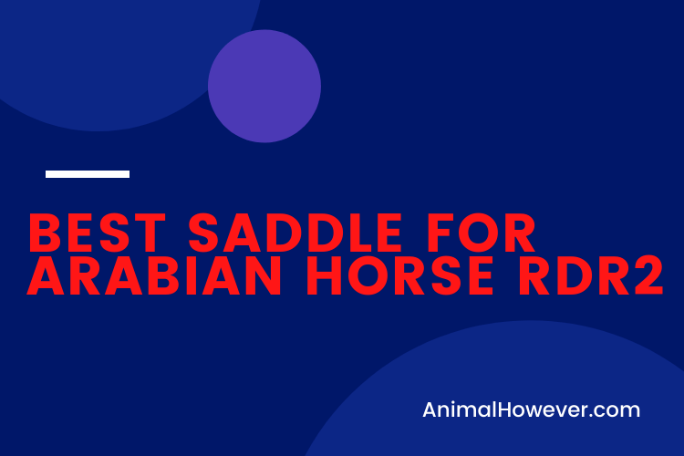 Best Saddle for Arabian Horse RDR2