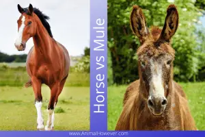 Horse vs Mule