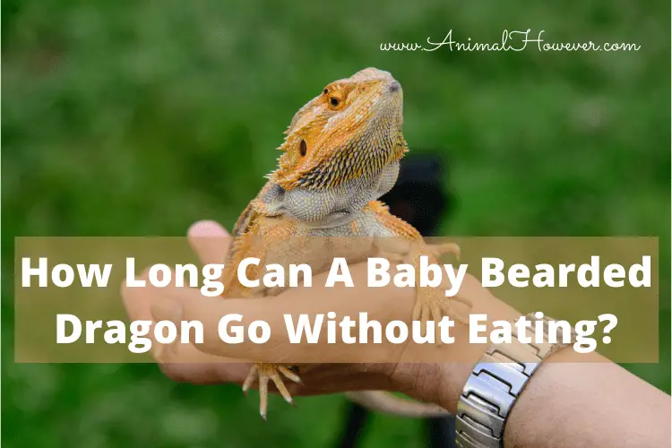 How Long Can A Baby Bearded Dragon Go Without Eating