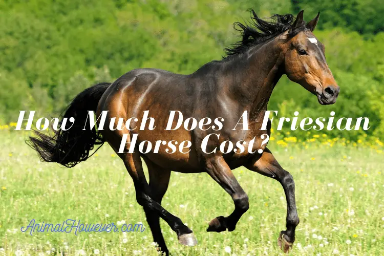 How Much Does A Friesian Horse Cost