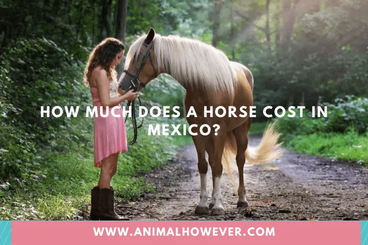 How Much Does A Horse Cost In Mexico