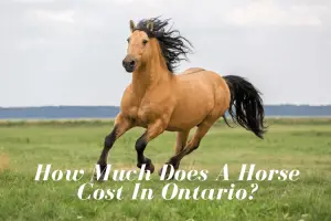 How Much Does A Horse Cost In Ontario