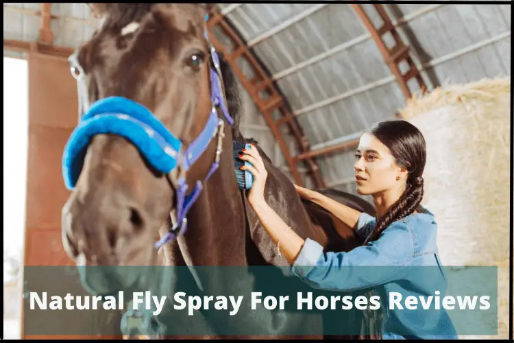 Natural Fly Spray For Horses Reviews