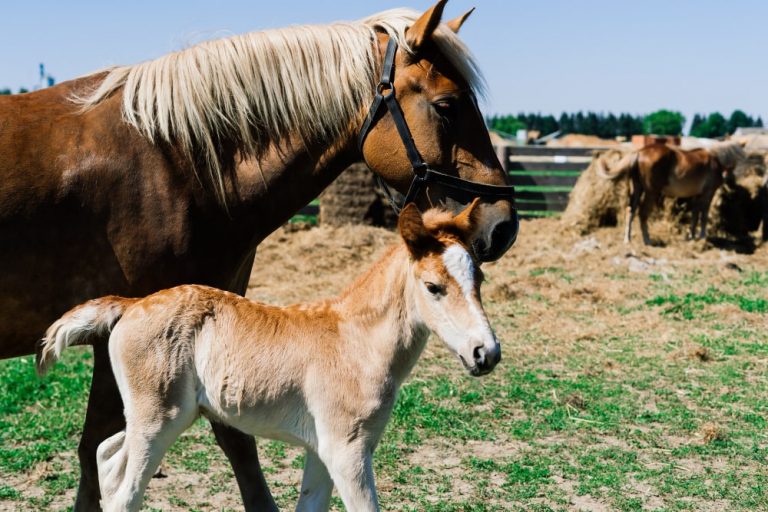What is The Best Saddle for Arabian Horse RDR2 in 2022