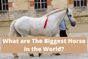 The Biggest Horse in the World