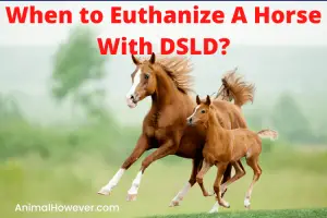 When to Euthanize A Horse With DSLD