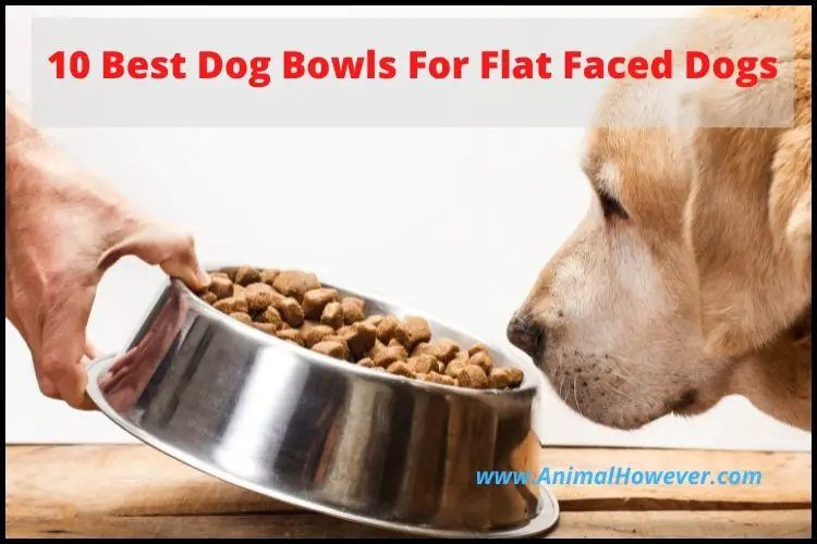 Best Dog Bowls For Flat Faced Dogs