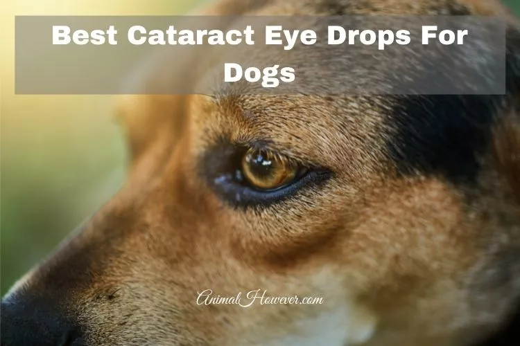 Best Cataract Eye Drops For Dogs