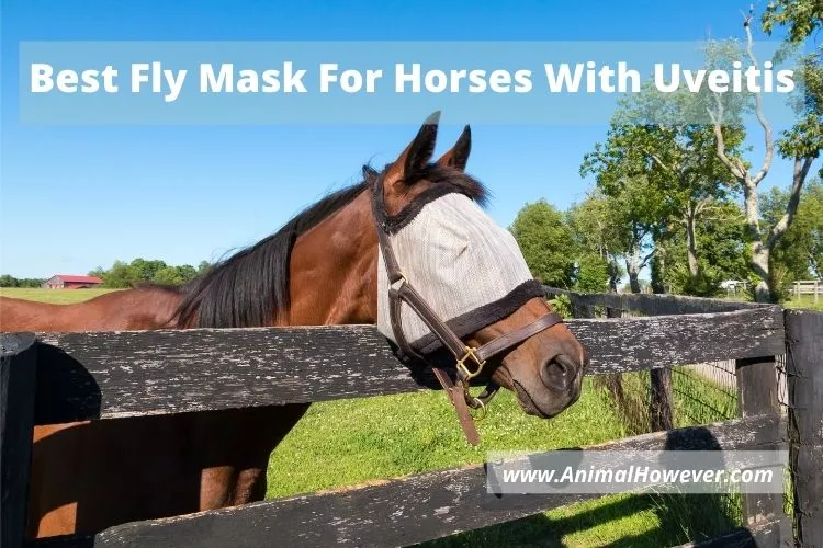 Best Fly Mask For Horses With Uveitis