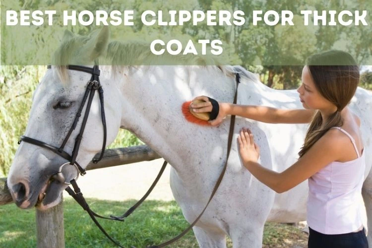 best horse clippers for thick coats