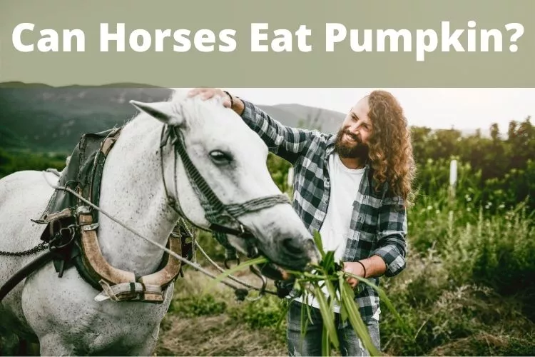 Can Horses Eat Pumpkin? 8 Important Things You Must Remember