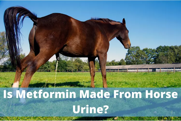 Is Metformin Made From Horse Urine