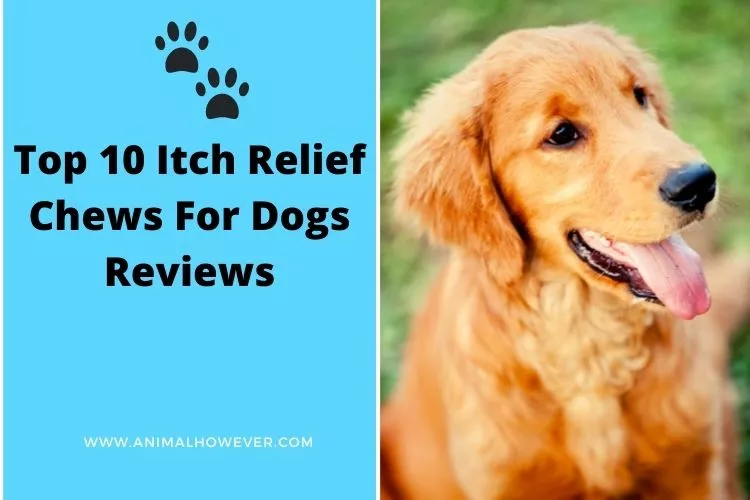 Top 10 Itch Relief Chews For Dogs Reviews 2022