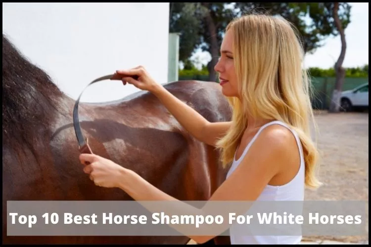 Best Horse Shampoo For White Horses