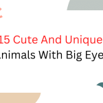 Unique Animals With Big Eyes