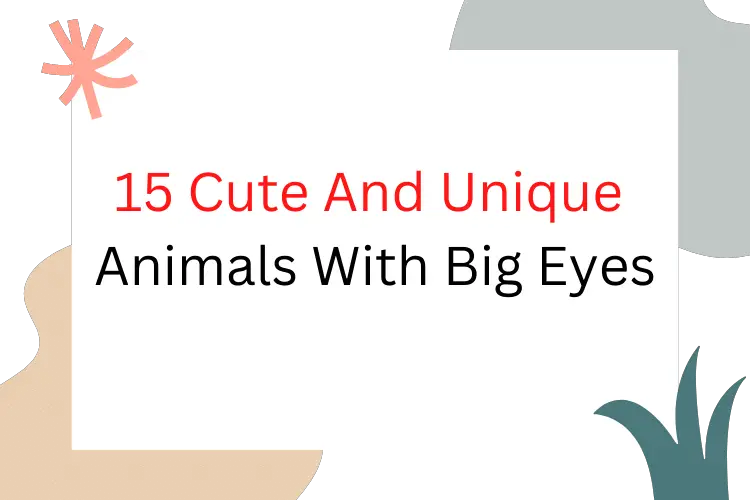 Unique Animals With Big Eyes