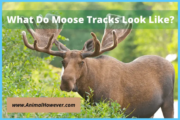 What Do Moose Tracks Look Like