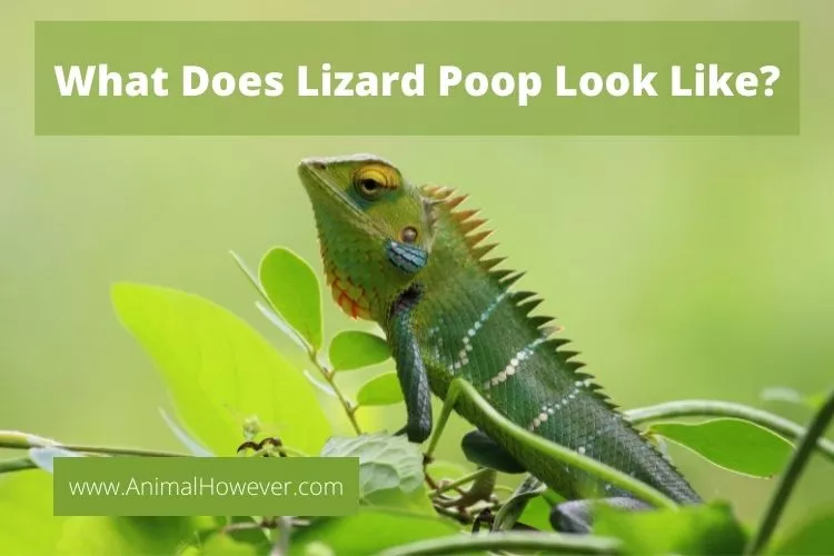 What Does Lizard Poop Look Like