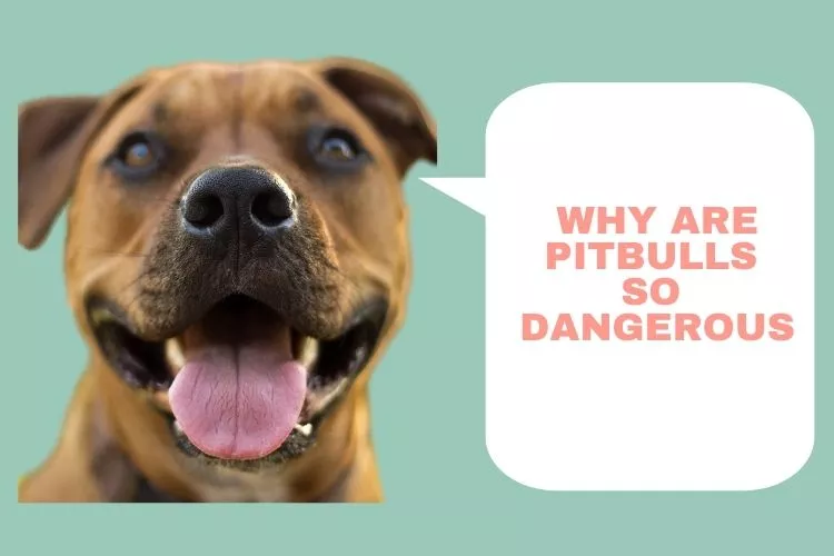 Why Are Pitbulls So Dangerous