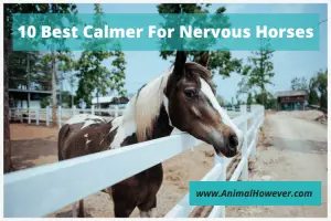 best calmer for nervous horses