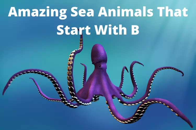 Amazing Sea Animals That Start With B