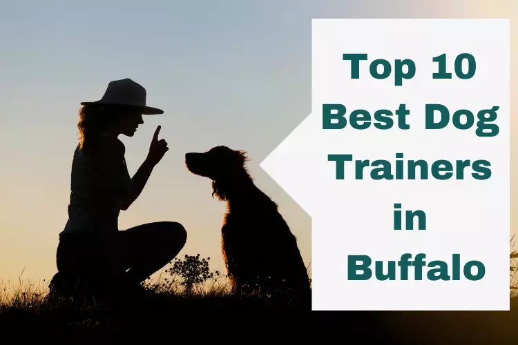best dog trainers in Buffalo