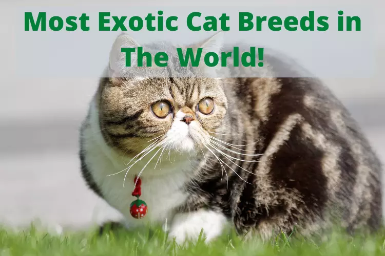 Most Exotic Cat Breeds in The World