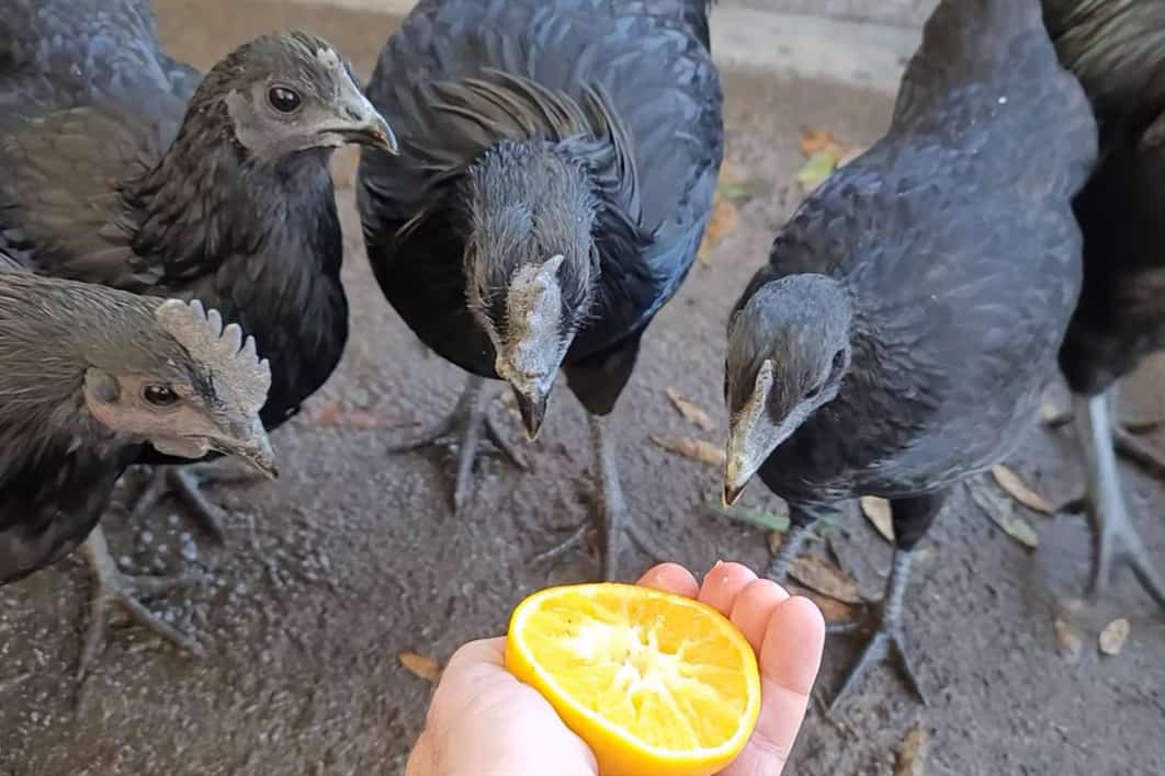 Fruit for Feathers Can Chickens Eat Oranges?
