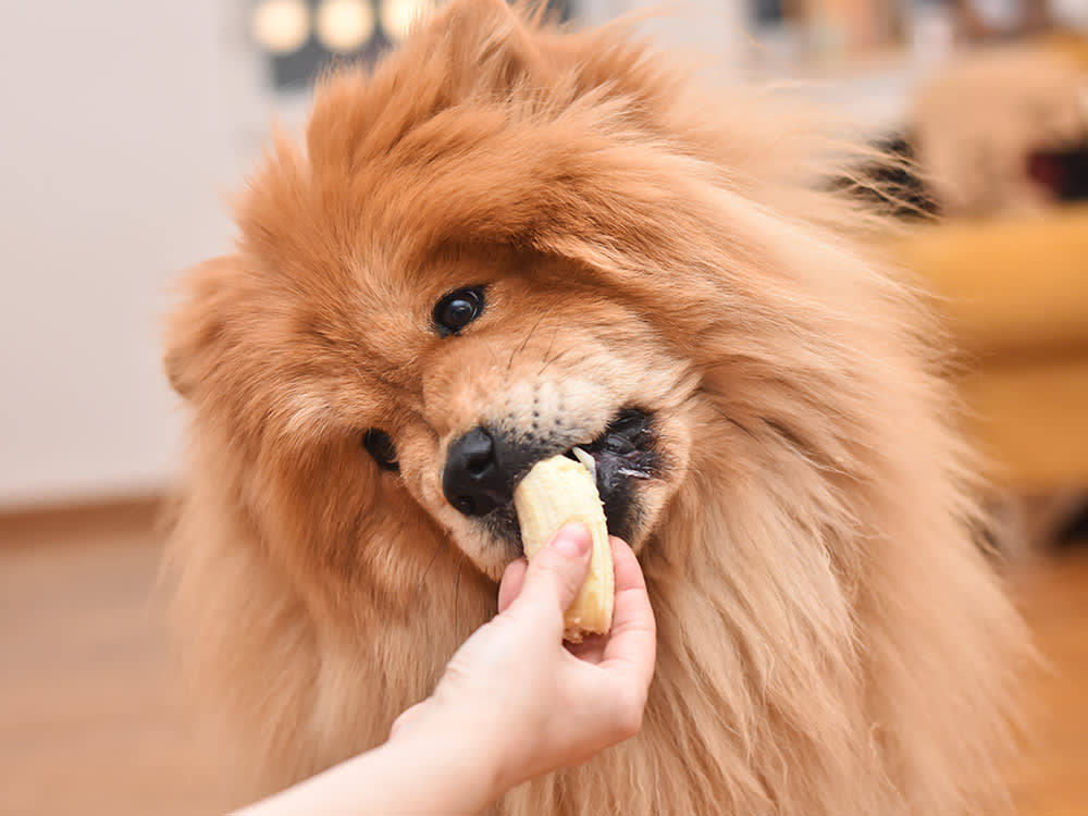 Bananas: A Canine Delight for Diarrhea Relief