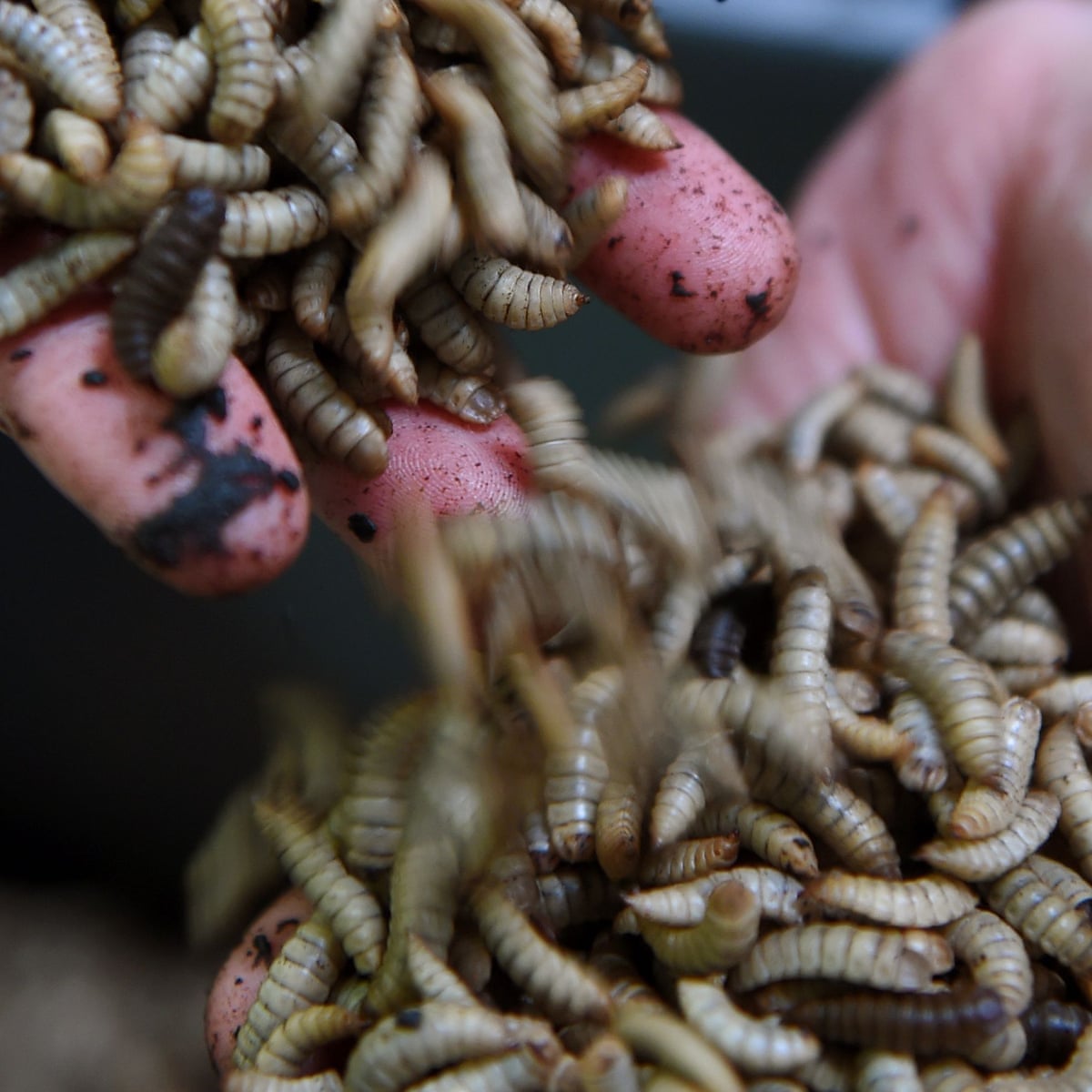 Can Dogs Safely Consume Live Mealworms: Expert Advice 