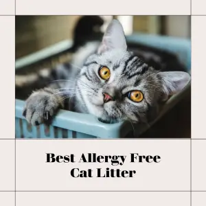 Best Allergy Free Cat Litter