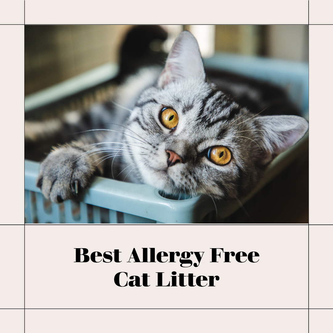 The 10 Best Allergy Free Cat Litter In 2023 - Top Picks & Recommended