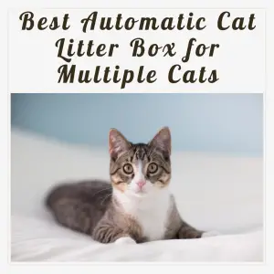 Best Automatic Cat Litter Box for Multiple Cats