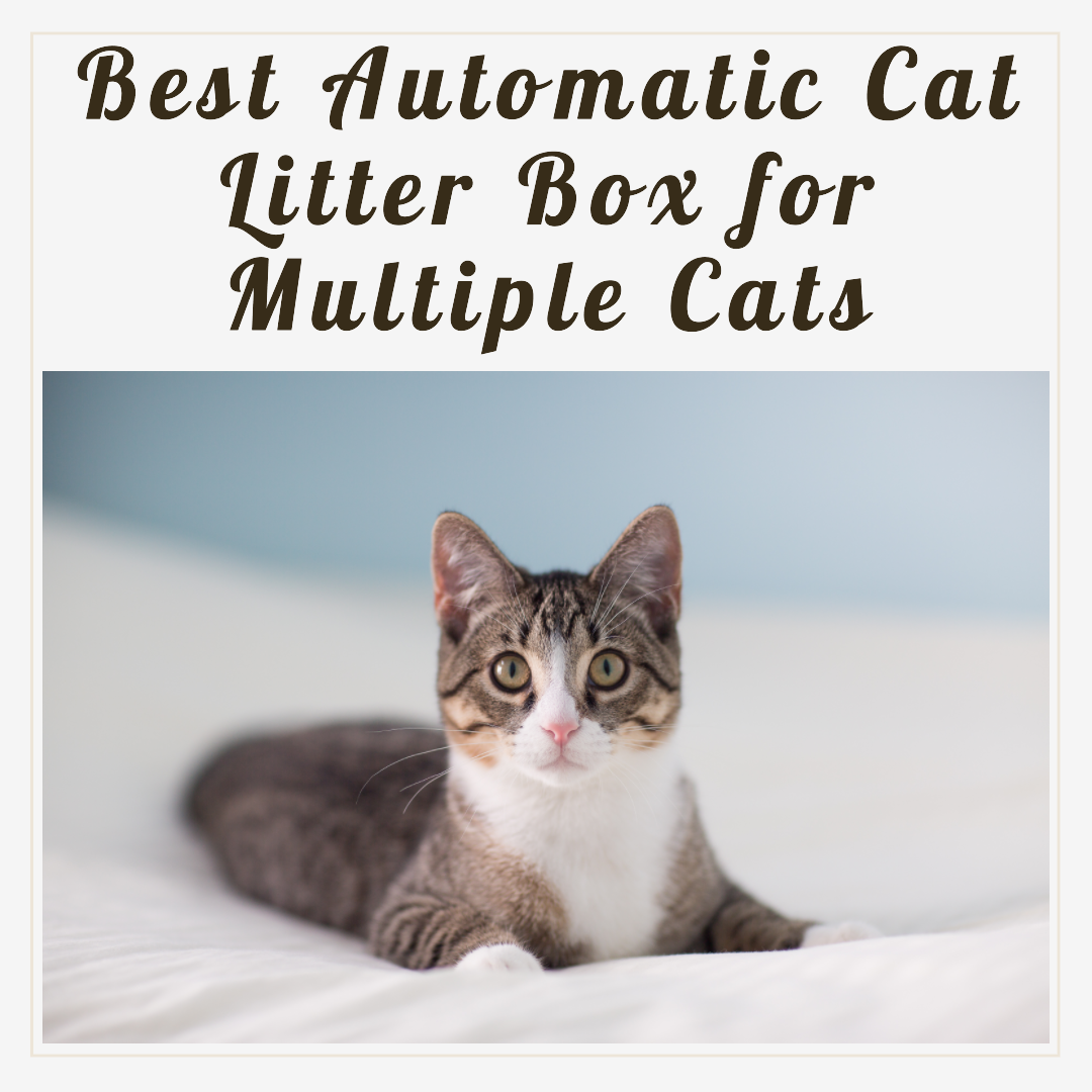 the 10 Best Automatic Cat Litter Box for Multiple Cats in 2023