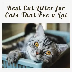Best Cat Litter for Cats That Pee a Lot