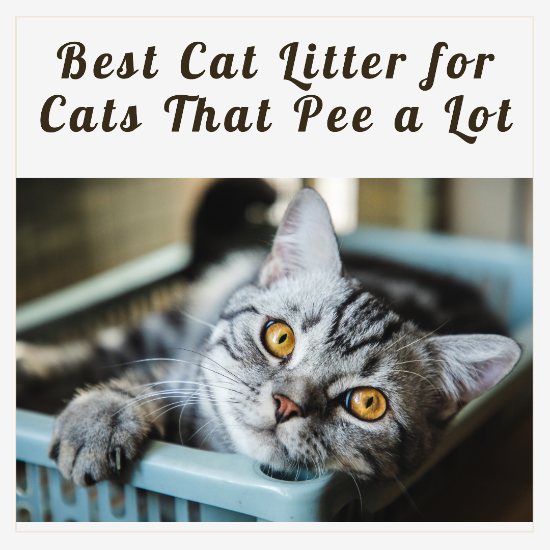 the 10 Best Cat Litter for Cats That Pee a Lot A Complete Guide