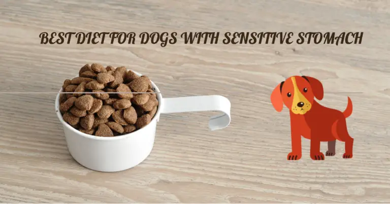 Best Diet for Dogs With Sensitive Stomach