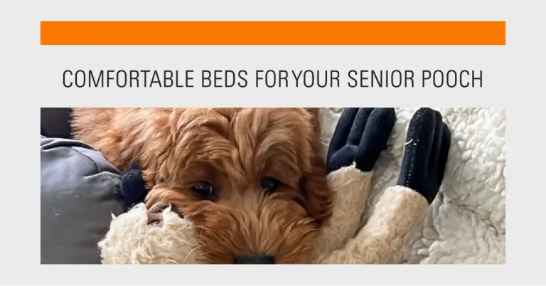 Best Dog Bed For Older Dogs With Arthritis