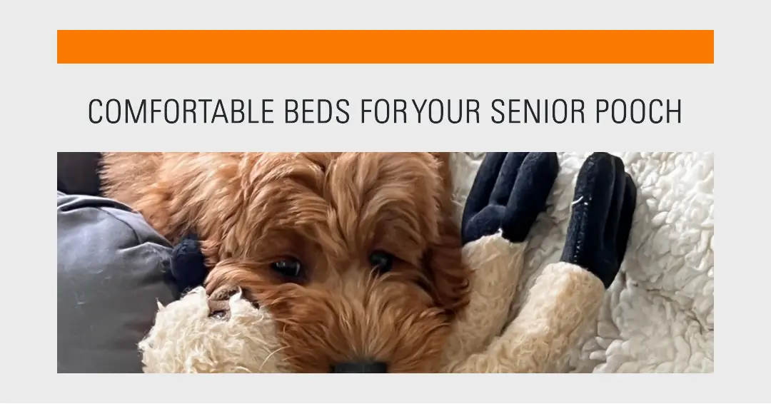 The 10 Best Dog Bed For Older Dogs With Arthritis Top Picks And   Best Dog Bed For Older Dogs With Arthritis 