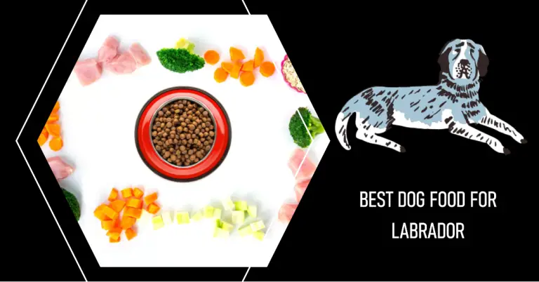 Best Dog Food For Labrador