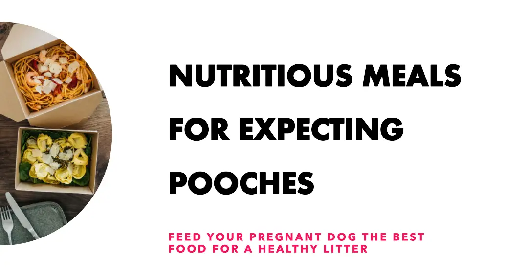 The 10 Best Dog Food For Pregnant Dogs In 2023 Top Picks &