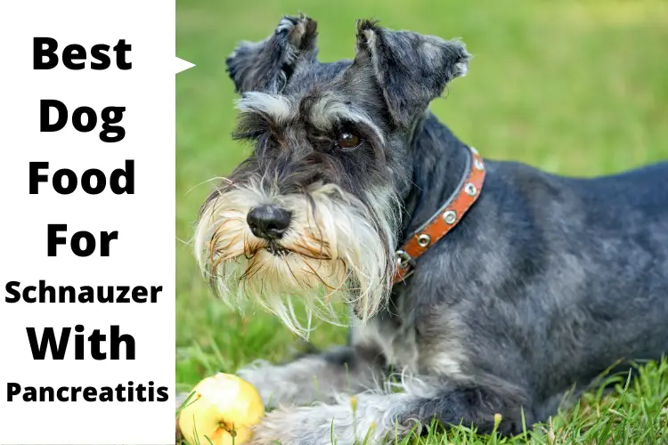 Best Dog Food For Schnauzer With Pancreatitis