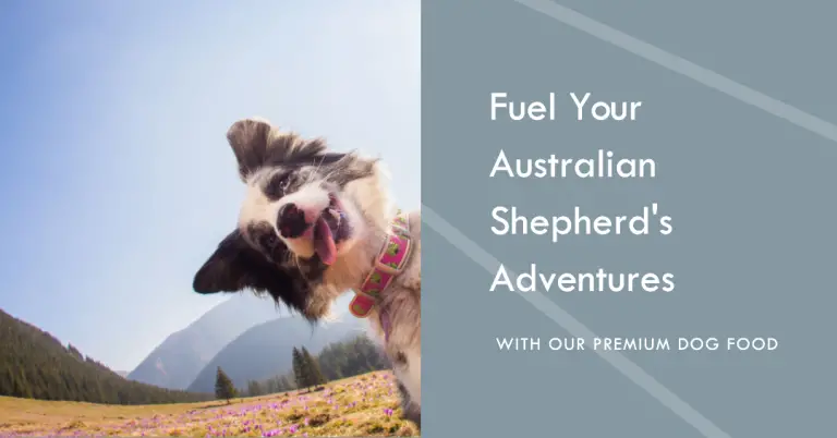 Best Dog Food To Feed An Australian Shepherd