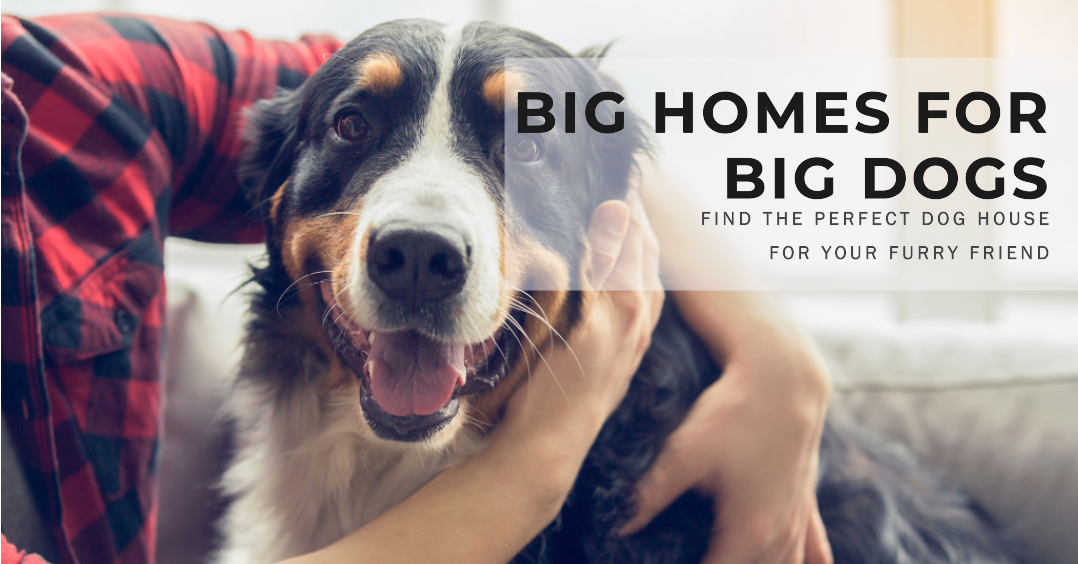 The 10 Best Dog Houses For Large Dogs In 2023 Top Picks and