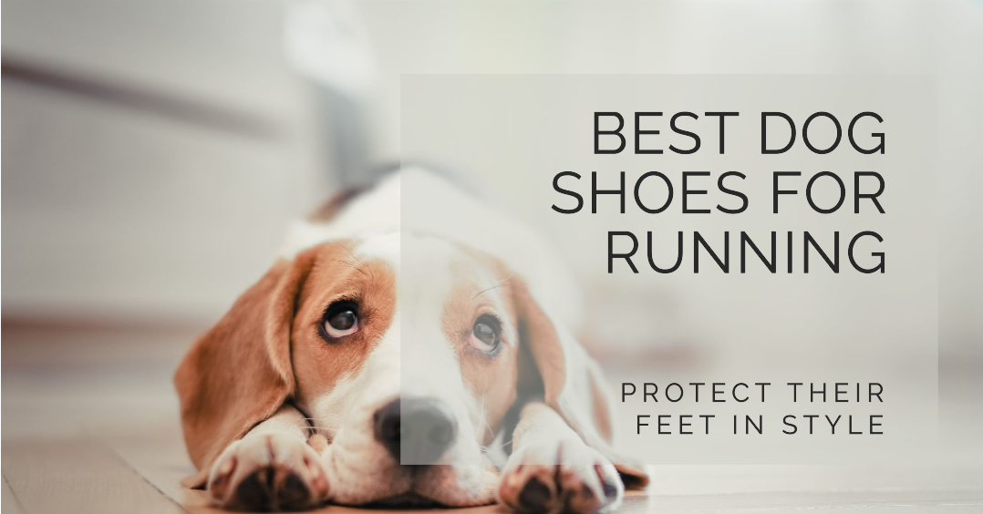 The 10 Best Dog Shoes For Running In 2023 Top Picks &