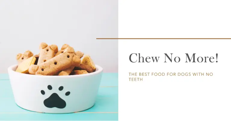 Best Food For Dogs With No Teeth